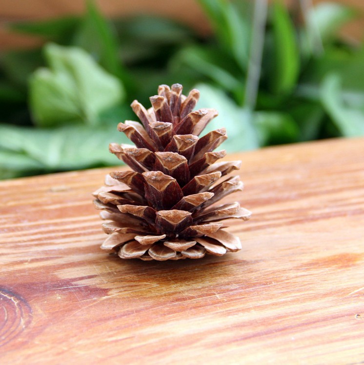 Christmas 4 cm Natural DIY Pine Cone Decoration detail image 16